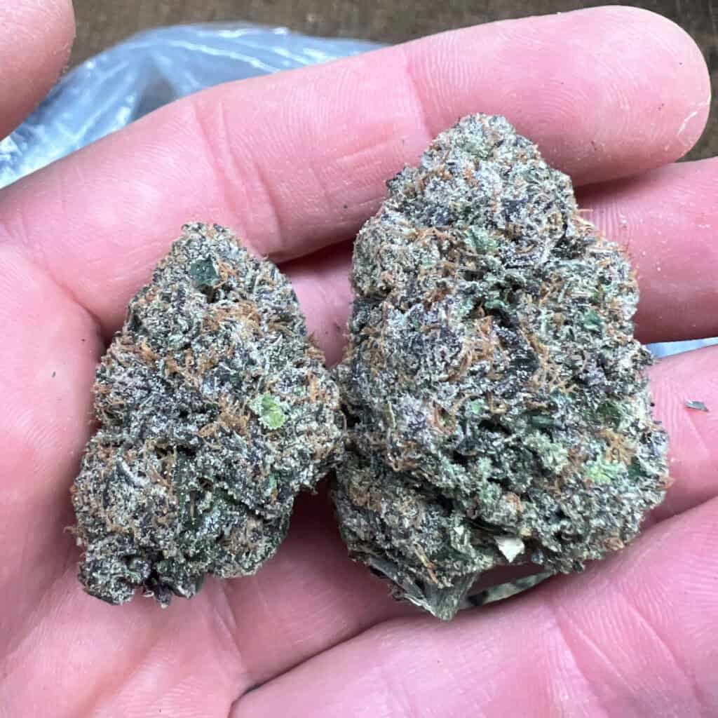 THC-A Flower | Churro Gelato: HYBRID (33.06%]