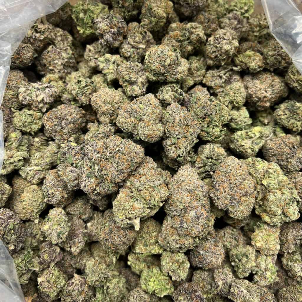 THC-A Flower | Churro Gelato: HYBRID (33.06%]