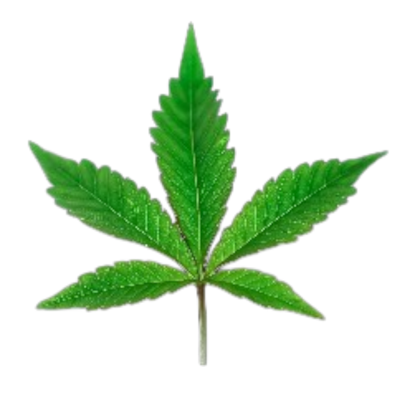Canna Leaf